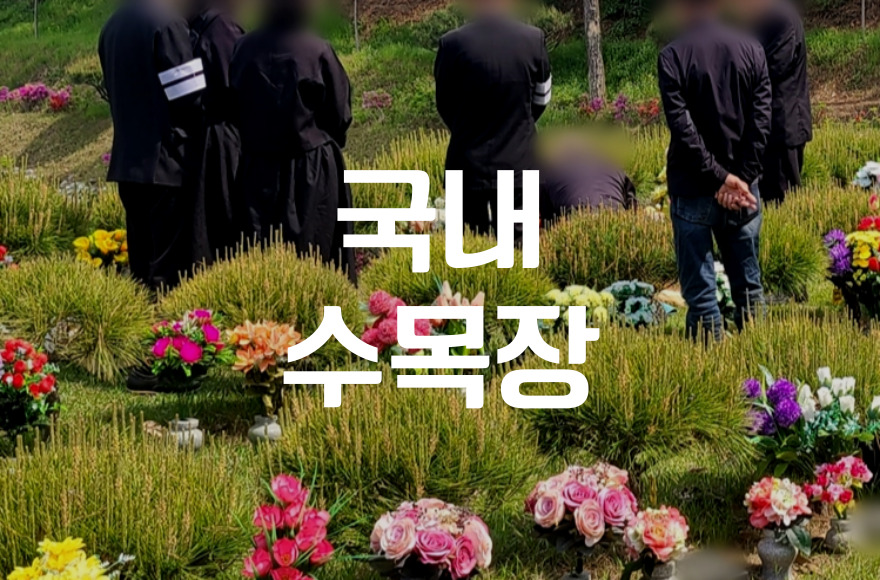 국내 수목장 추모목 종류와 인기 수종 총정리