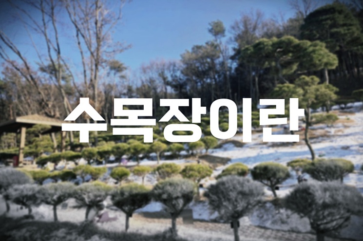 수목장이란 친환경 장례의 모든 것과 절차 안내