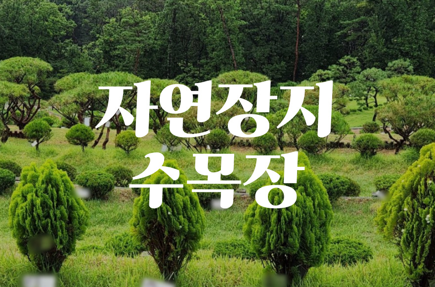 수목장가격과 위치, 내게 맞는 자연장지 선택하는 법