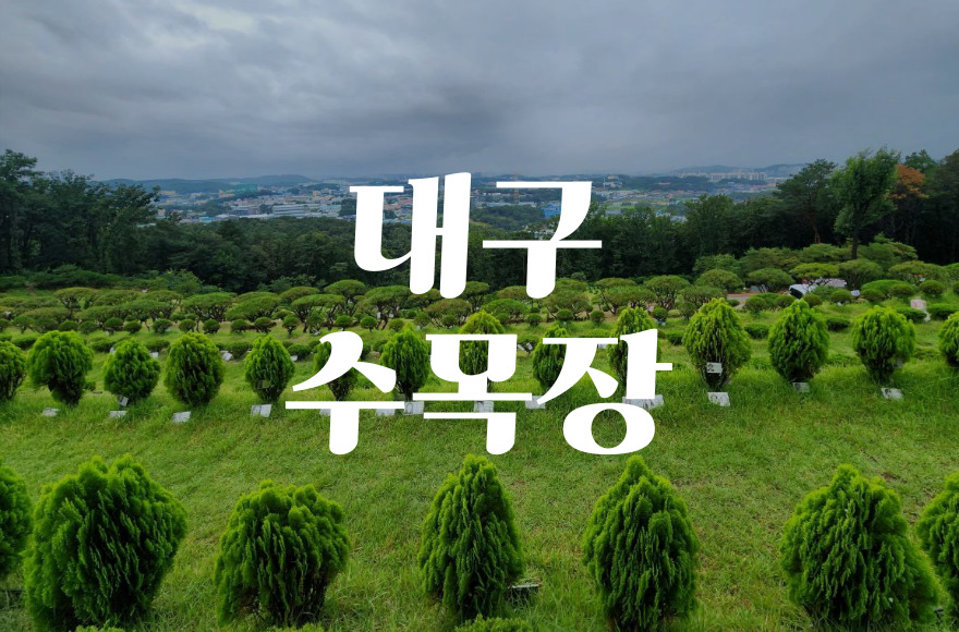 대구수목장 선택 전 꼭 알아야 할 특징과 참고사항