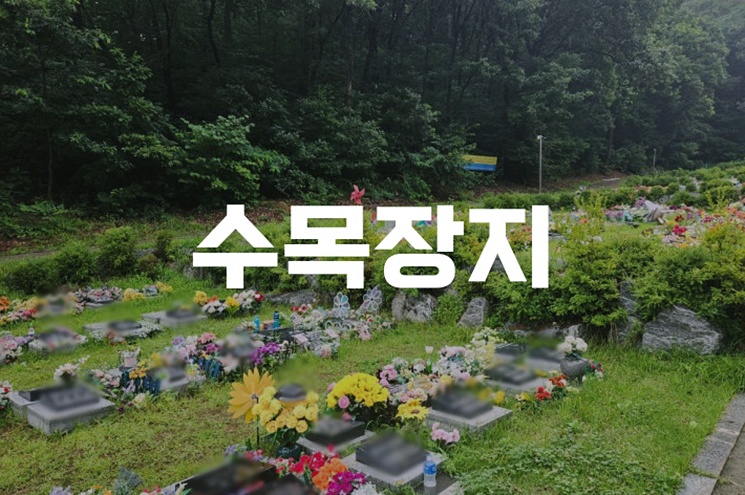 2026년 수목장지 비용 공립과 사설 유형별 총정리